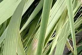 用大芒草喂鱼，鱼能和喂嫩草一样长得快吗？看完你就知道了图片