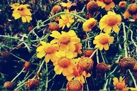 自从今日头条有了IP属地，我在评论区说话都变温柔了呢图片