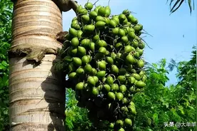 槟榔是什么？吃多了会上瘾吗？图片