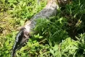 好危险！云南巨蟒进家生吞山羊！是国家保护动物！被咬死有赔偿吗图片