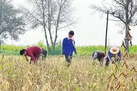潞城区店上镇河湃村发展特色经济作物种植受益多图片