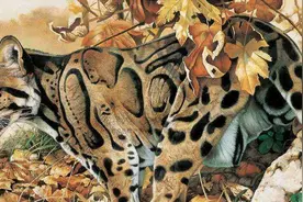 我国境内永久消失的20种野生动物，仅存图像，它们亡于人类的贪婪图片