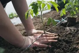欧美地区农场主的土壤消毒方法值得借鉴，不用农药就能解决病虫草图片