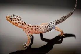 家里进了壁虎，要不要赶出去？专家：家里有“情况”，尽量留住它图片