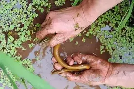 有人说蛇害怕黄鳝，黄鳝比蛇更具“杀伤力”？原因在这图片