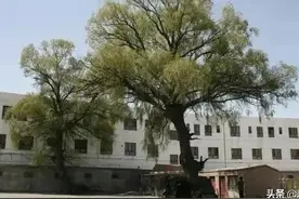 乔木，能不能种植在沙漠上？孙国友种杨树，真的错了吗？图片