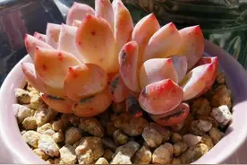 “晒焦”的多肉可别扔，做好4步，又会美美的，不是忽悠是经验图片