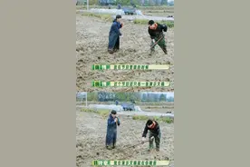 10位艺人，190天，种142亩地，还成立了一家农业公司…网友忙着监工图片