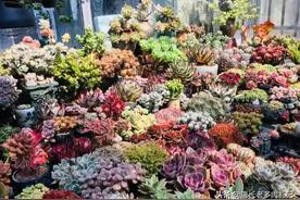 手里有这些多肉的肉友要小心了，因为它们都是传说中的“夏必死”图片