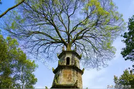 湖南“顶上长树”的传奇古塔，被村民奉为“宝贝”，真相究竟如何图片