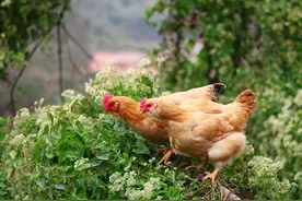 鸡吃什么长的快？让鸡长快的小偏方有哪些？看完就知道了图片