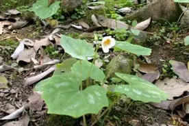 一种会流血的植物，酷似鱼腥草，人称“血水草”，你是否认识它？图片