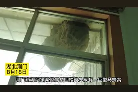 湖北荆门：居民家中惊现巨型马蜂窝，长度超80cm！图片