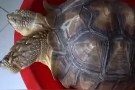 北京男子捡到乌龟，喂养7年发现异常，警方调查后直接将乌龟带走图片