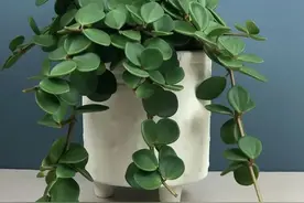 圆叶椒草和豆瓣绿可真不是同一种植物，有几个花友能分清？图片