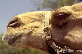 骆驼爱吃的“美食”，真不一般图片