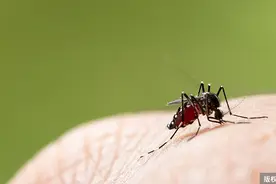 万万没想到！被蚊子叮咬后，"包"的大小竟然和它有关…图片