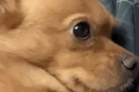 聊天可爱表情包：宝贝，爱你呦图片