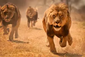 “万兽之王”狮子能独自在野外生存吗？图片
