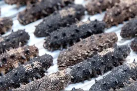 发制海参的注意事项！你一定要知道！图片