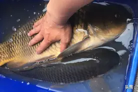 关于鲤鱼的5个冷知识，很多老钓友都还不知道图片