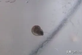 鱼缸灭螺七招，各有各的妙处图片