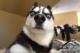 盘点哈士奇的“英勇事迹”，常常被误解是低智商，网友：脑子很傻图片