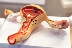 吃什么能增厚子宫内膜？这些食物不要错过图片