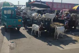 截止到6月25日，全国不同地区活羊价格汇总，仅供参考图片
