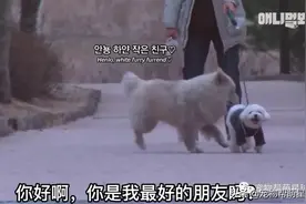 狗狗不幸失去一条腿，然而却遇到了最幸运的事图片