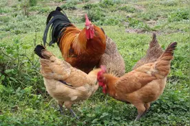 令城里人追捧的土鸡，现在无人问津了，到底发生了什么？答案来了图片