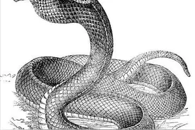 眼镜王蛇以蛇为食，它们会吃掉自己的“丈夫”、“孩子”吗？图片