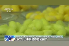 新突破！科研人员发现家蚕绿茧的“基因密码”图片