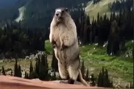 养新宠啦！土拨鼠憨厚呆萌惹人爱图片