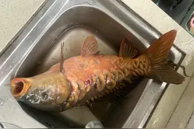 男子钓到一条大鲤鱼，拿回家却被家人嫌弃，都说是条病鱼不能吃！图片
