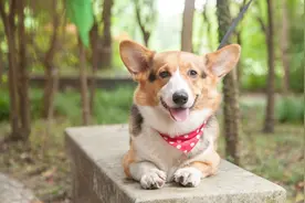 为什么“柯基”那么少人养，原来是这6点遭人嫌图片