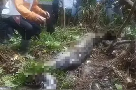 7米长！印尼54岁女子被巨蟒活吞，人心惶惶：还剩条8.2米蟒蛇游荡图片