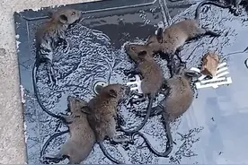 粘鼠板的威力图片