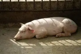 猪身上长红疙瘩怎么回事？猪身上长红疙瘩怎么治？注意这五种病图片