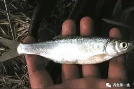 图文欣赏：名副其实的小杂鱼—䱗子5种，原生观赏鱼—鳑鲏14种图片