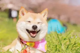 狗界的小天使柴犬，它都有什么样的优点？和什么样的缺点图片