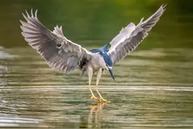 自然之美：夜鹭图片