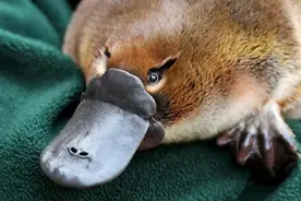 可达鸭爆火！它却正在被气候变化“绞杀”……图片