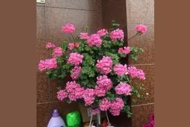 “8种”耐热的天竺葵，度夏容易，好看又好养，适合新手花友养图片