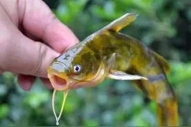 请注意不要买到含有孔雀石绿的水产品 孔雀石绿是什么 及危害身体图片