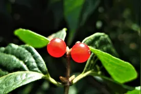 十首最佳红豆诗词，抛不尽红豆相思，道不尽新愁旧怨图片