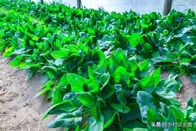 小麦、大蒜、菠菜等作物，喷上一点它，茎杆又粗又胖产量高图片