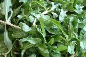 夏天多吃苦菜，俗称去火神器，教你正确吃法，微苦中带着甜图片