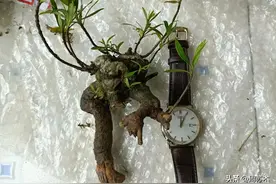 网购海岛柳叶栀子花图片