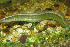 经常被误认为泥鳅，因尖刺和花纹被人嫌弃，已多年未曾见到图片